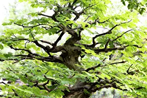 Ancient Oak Tree Drucke: Bonsai tree
