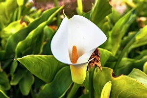 White Flowers Drucke: Calla Lilly plant