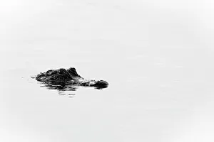 Alligator In Water Drucke: Close up of alligator in water