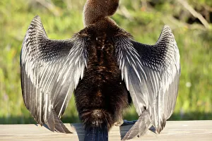 Wildlife Aquatic Birds Drucke: Close up of an Anhinga's feathers
