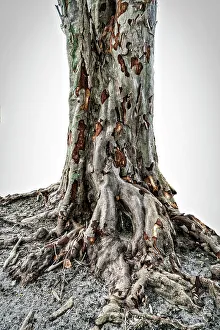 Close Up Tree Bark Drucke: Close up of texture on a tree