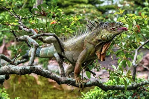 Enge Aufnahme von Iguane auf Zweigen