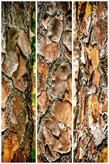 Tree Trunk Details Drucke: Close-up of the texture of a tree
