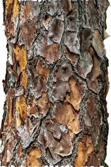 Enge Aufnahme der Textur eines Baumes