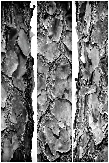 Enge Aufnahme der Textur eines Baumes