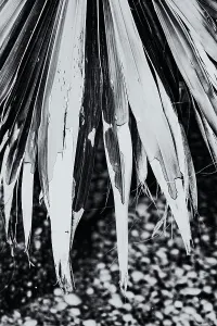 American Nature Scene Drucke: Closeup of chipped palm leaf