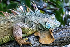 Nahansicht der Iguana.