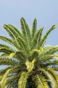 Tropical Greenery Drucke: Closeup of palm tree