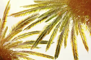 Tropical Palm Trees Drucke: Closeup of palm trees