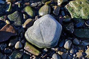 British Isles Landscape Drucke: Closeup of rock
