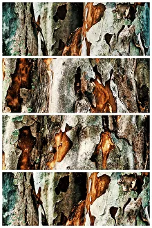 Artistic Nature Photography Drucke: Closeup of tree with sections showing its texture