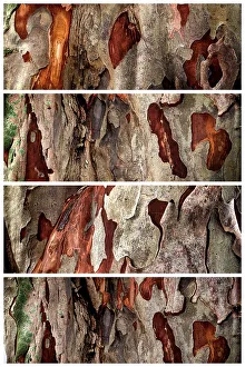 Enthüllung eines Baumes mit Abschnitten, die seine Textur zeigen
