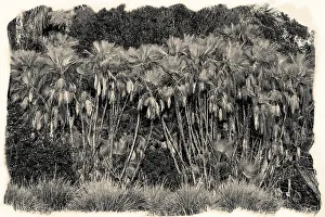 American Landscape Photos Drucke: Cluster of exotic palm trees