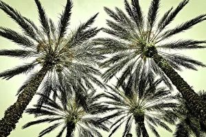 Tropical Getaway Drucke: Cluster of palm trees seen from below