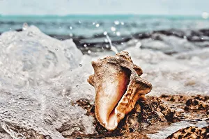 Schnecke am Wasser