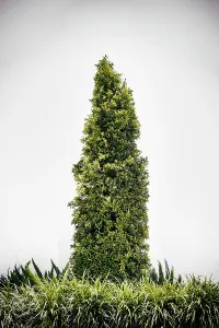 Gerahmter Druck : Decorative tree Gerahmter Druck : Decorative tree