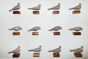 Tauben dekorieren Wand.