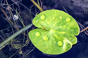 Schwebendes grünes Blatt mit Wassertröpfen