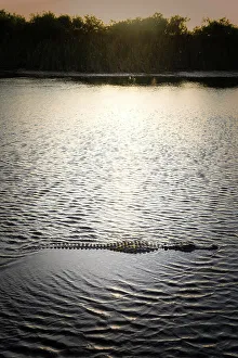Florida, Boynton Beach, Arthur-R.-Marshall-Lokhachsee-National-Wildtierrefugium mit Alliander am Sonnenuntergang