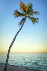 Flora, Islamaroda