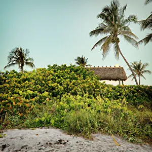 Tropical Palm Tree Landscape Drucke: Florida, Juno Beach