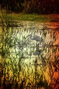 Florida Wetlands Drucke: Great Egret