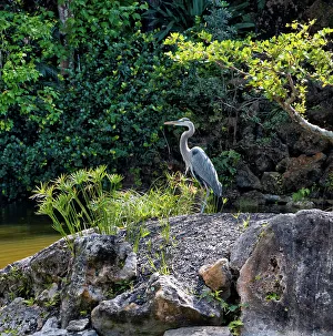 Serene Natural Setting Drucke: Grey heron