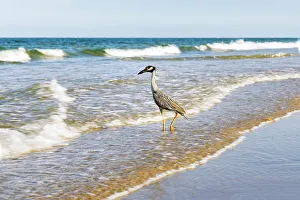 Grauer Hecker am Strand