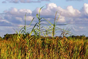 Florida Nature Photography Drucke: Landscape of tall grass and clouds