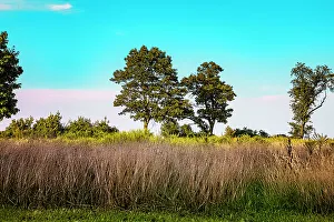 American Landscape Drucke: Landscape with trees