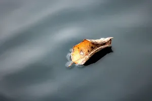 Close Up Leaf Drucke: Leaf floating on water