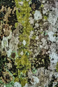 Gerahmter Druck : Moos wächst auf dem Baum Gerahmter Druck : Moos wächst auf dem Baum