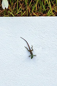 Green Lizards In Nature Drucke: Lizard on white background