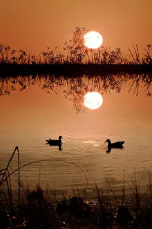 US National Park Drucke: Two Moorhens at sunset