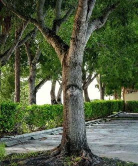 Rätselhafte Baum mit einem Auge