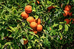 Fresh Oranges Drucke: Orange tree