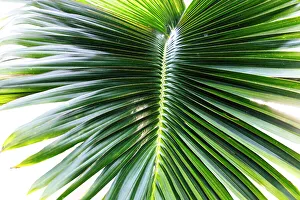 Palm Frond Close Up Drucke: Detail of a palm frond