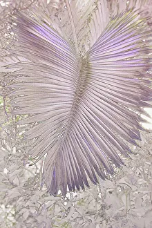 Details eines Palmwedels