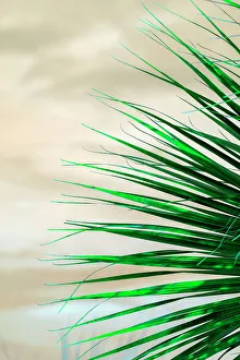 Tropical Leaves Drucke: Detail of palm fronds