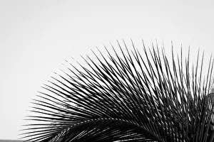 Zusammendruckte Palmenfronddetails
