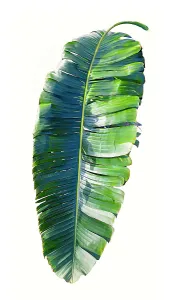 Palm Leaf Close Up Drucke: Palm leaf