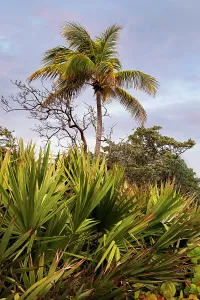Beachfront Palm Trees Drucke: Palm tree
