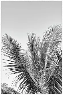 Details eines Palmenbaums