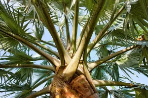 Details eines Palmenbaums