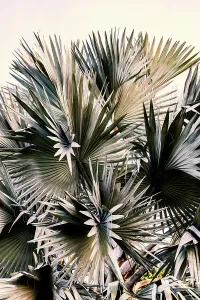 Details eines Palmenbaums