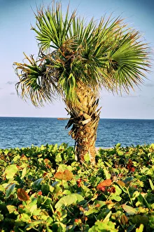 Palm Tree Ocean View Drucke: Palm tree the ocean