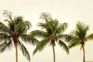 Palm Tree Silhouette Drucke: Palm Trees
