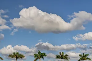 Bäume aus Palmen und Wolken