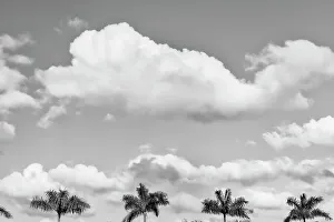 Palmen und Wolken