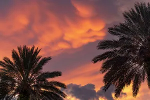 Palm Trees At Sunset Drucke: Palm trees with dramatic sky
